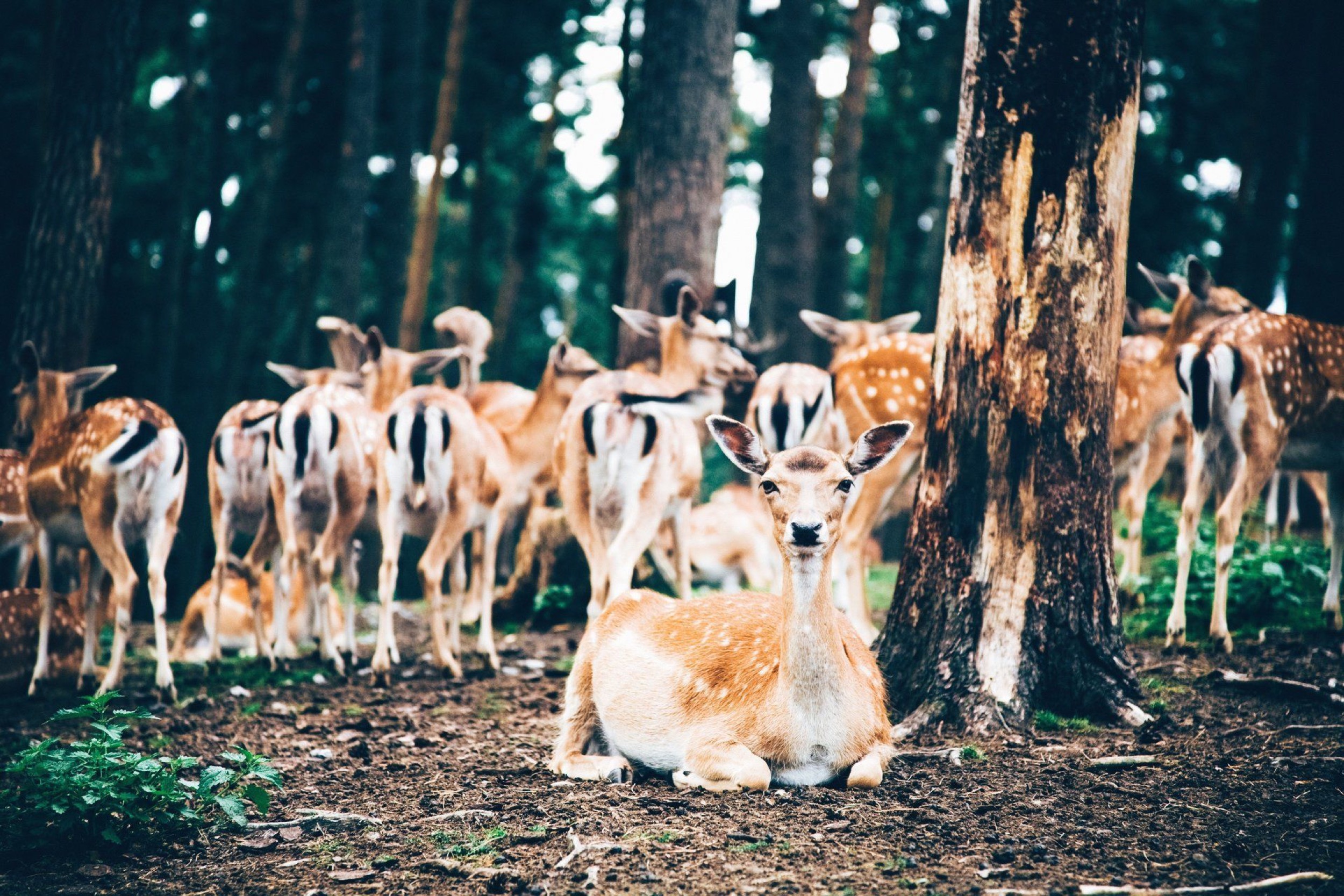 Forstgut Eickhof Liebenau Damwild Rehe