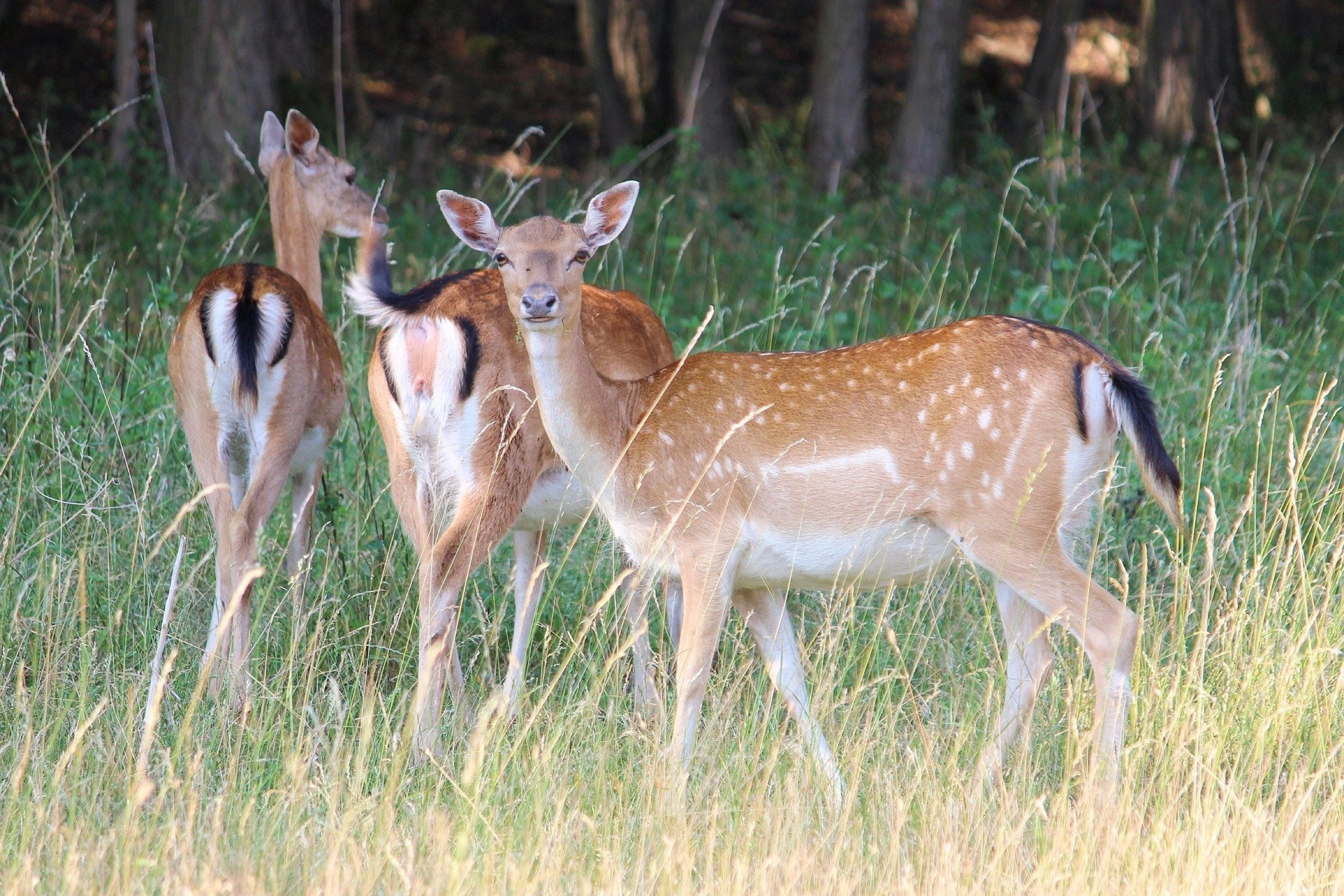 Forstgut Eickhof Liebenau Damwild