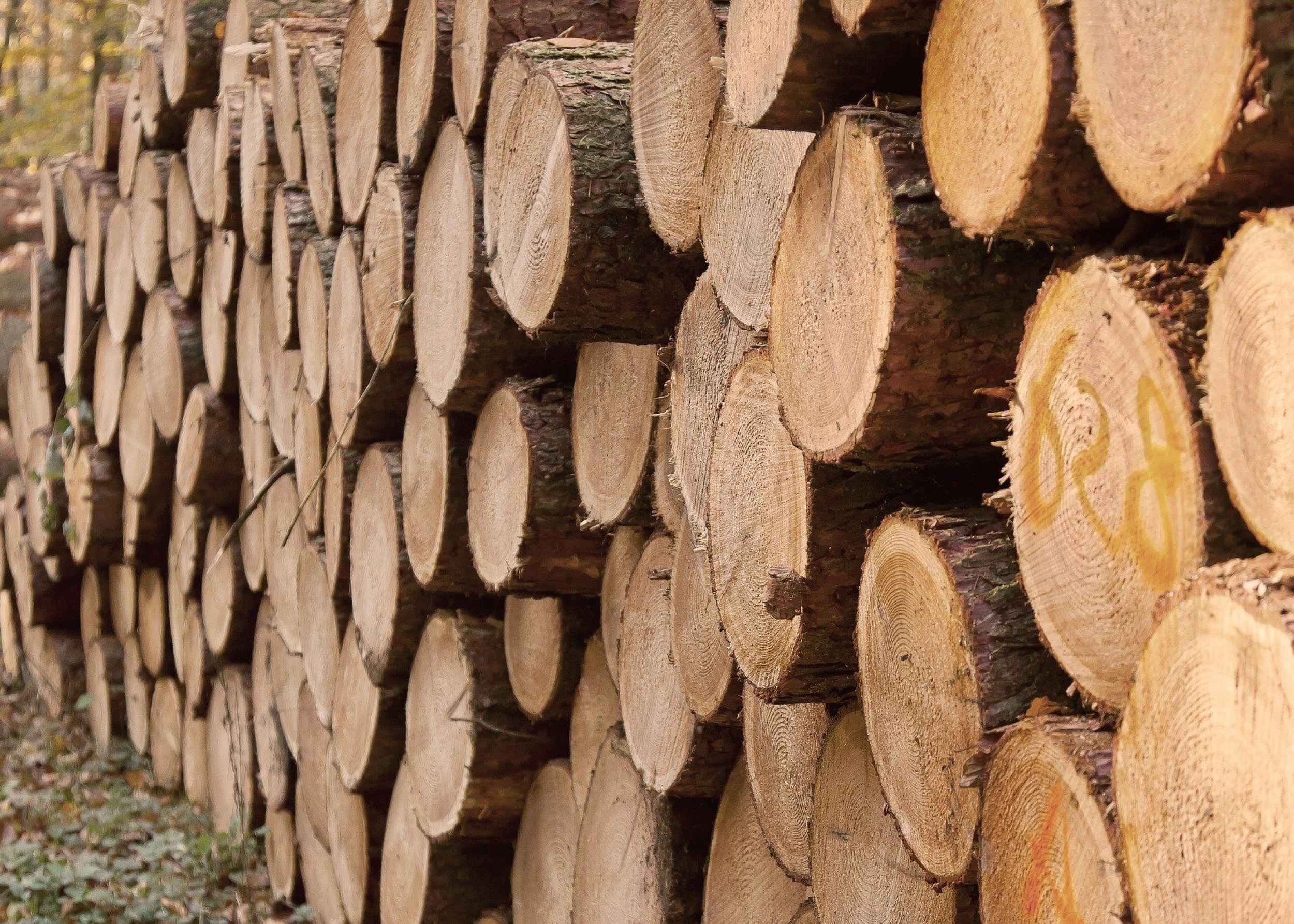 Forstgut Eickhof Liebenau Holz