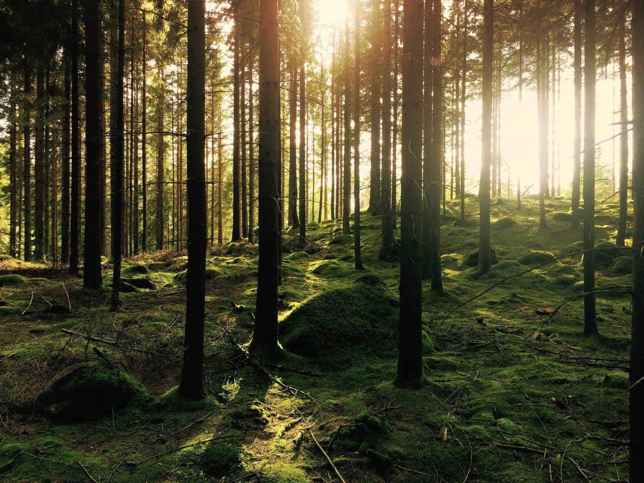 Forstgut Eickhof Liebenau Wald Sonne