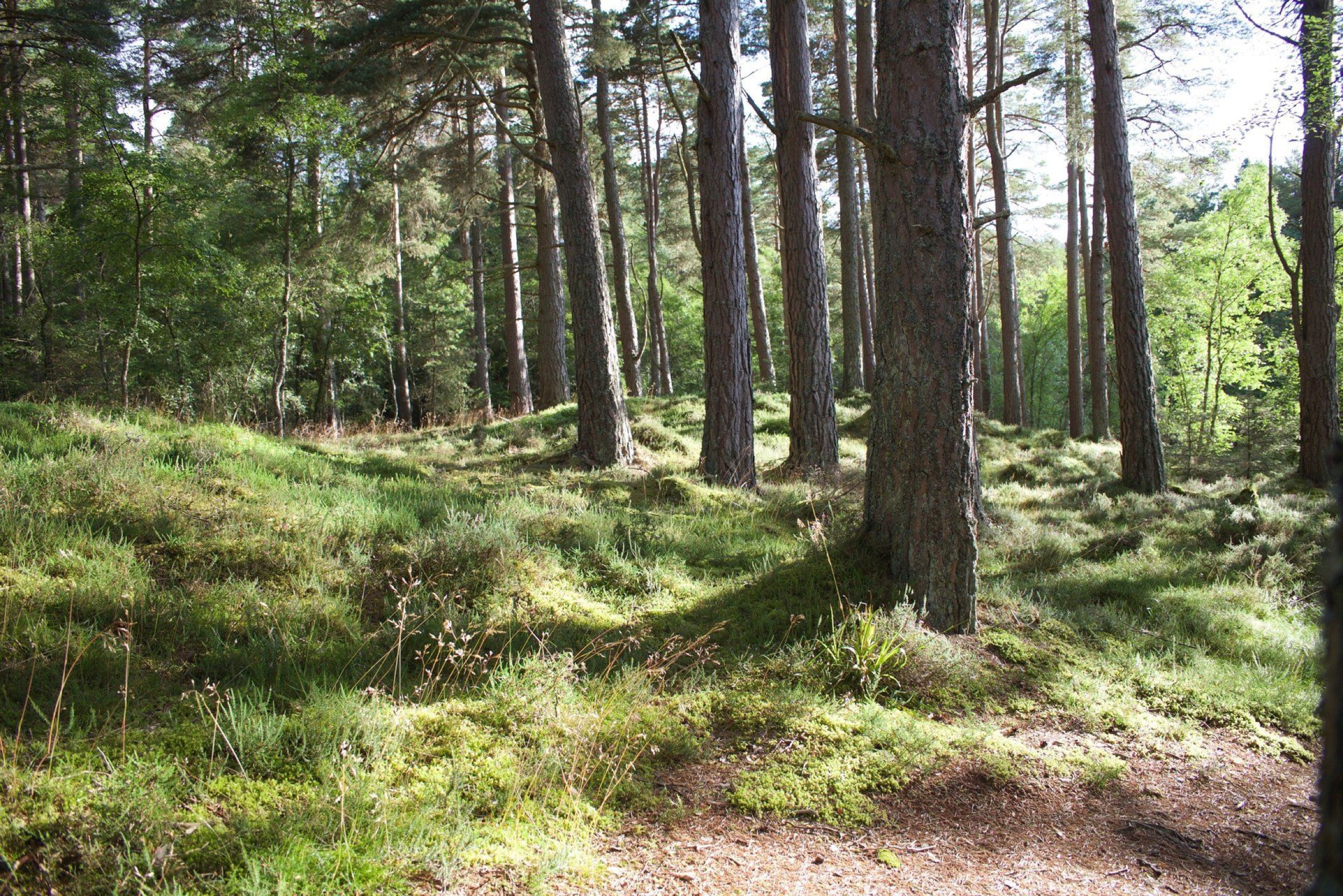 Forstgut Eickhof Liebenau Wald