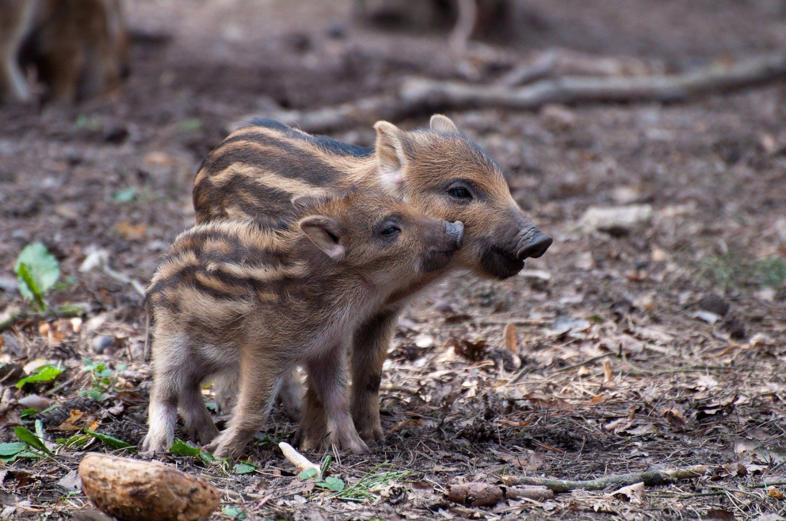 Forstgut Eickhof Liebenau Wildschweine Ferkel