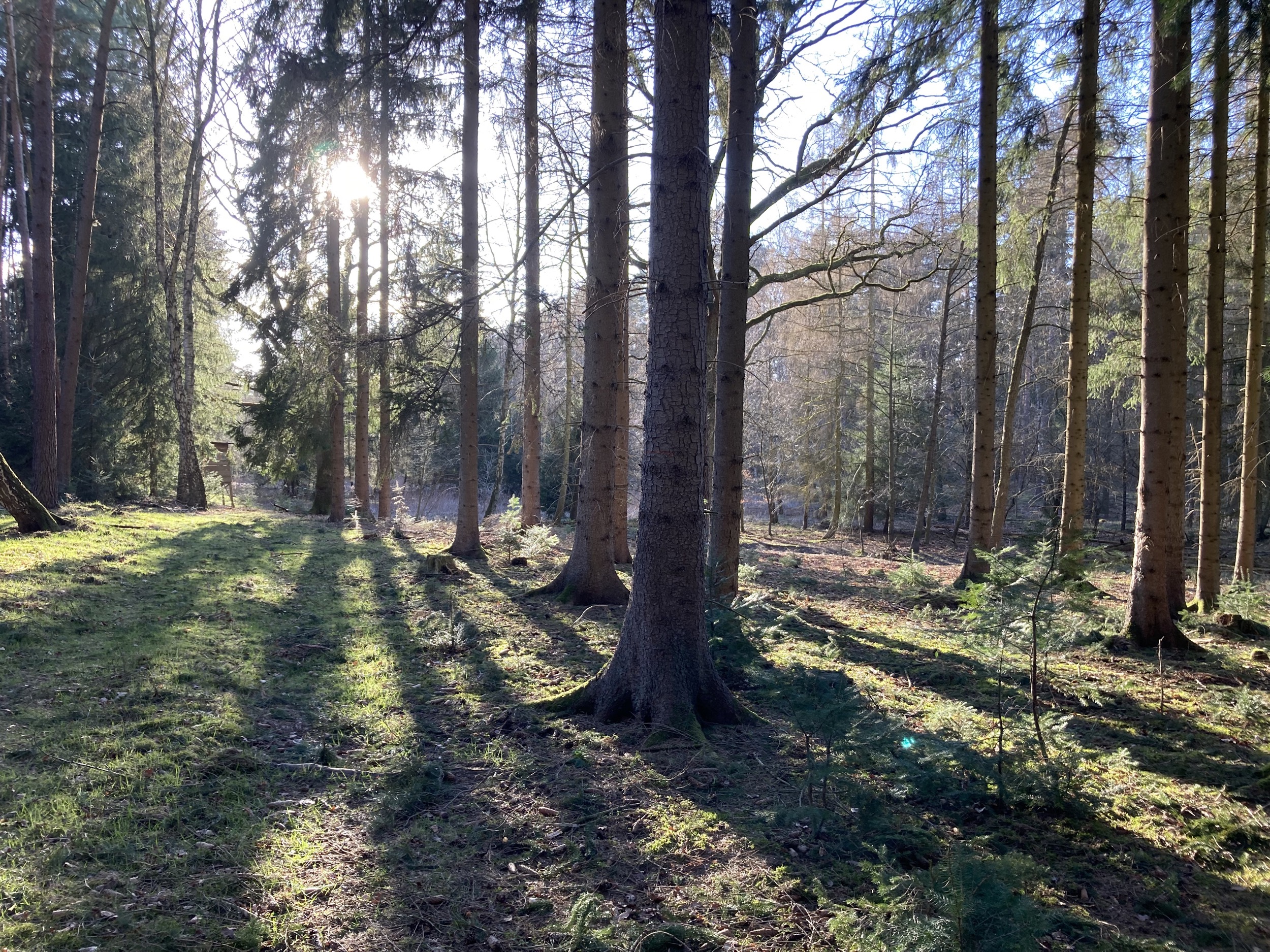 Forstgut Eickhof Wald 15