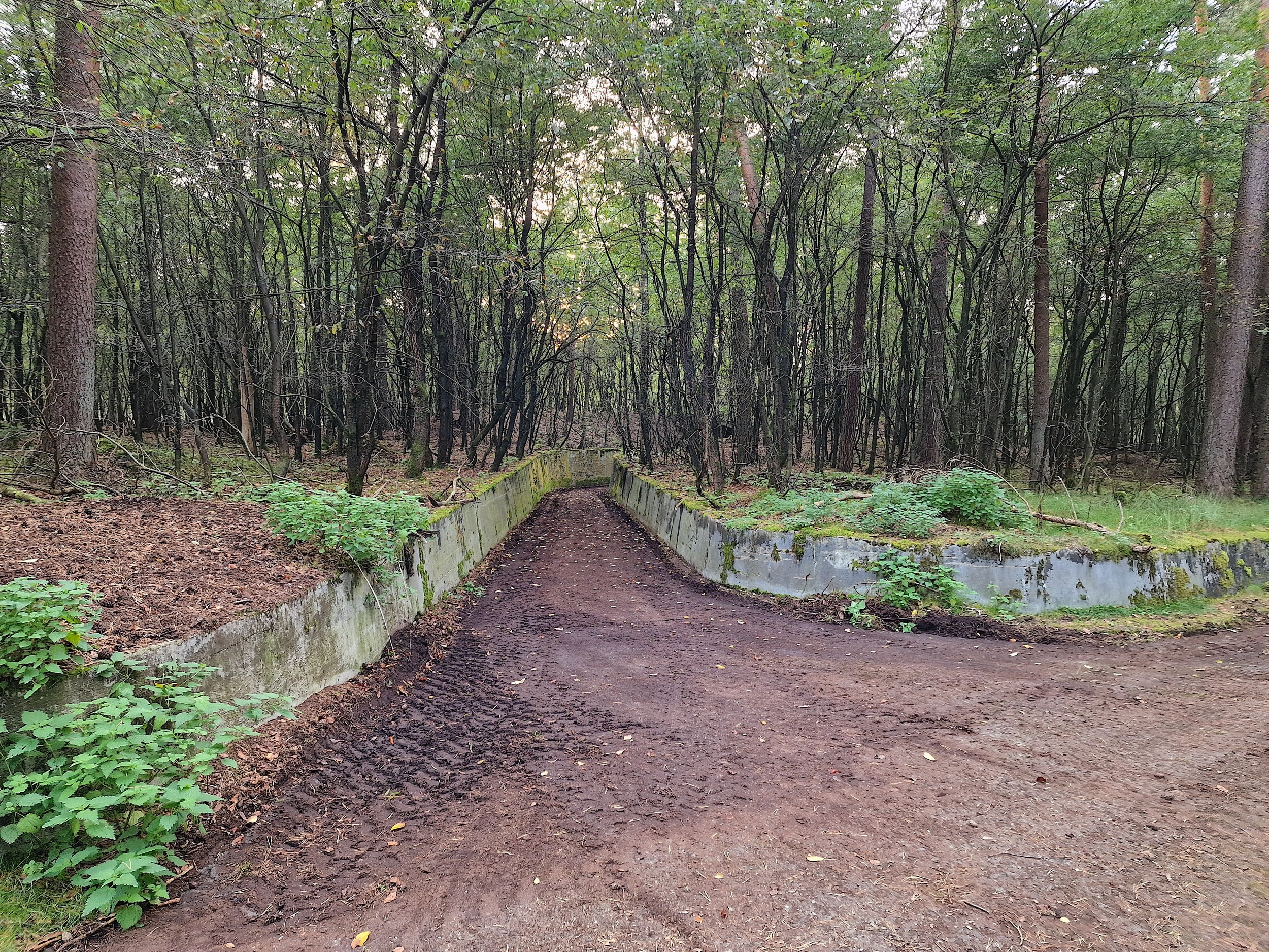 Forstgut Eickhof Wald 2