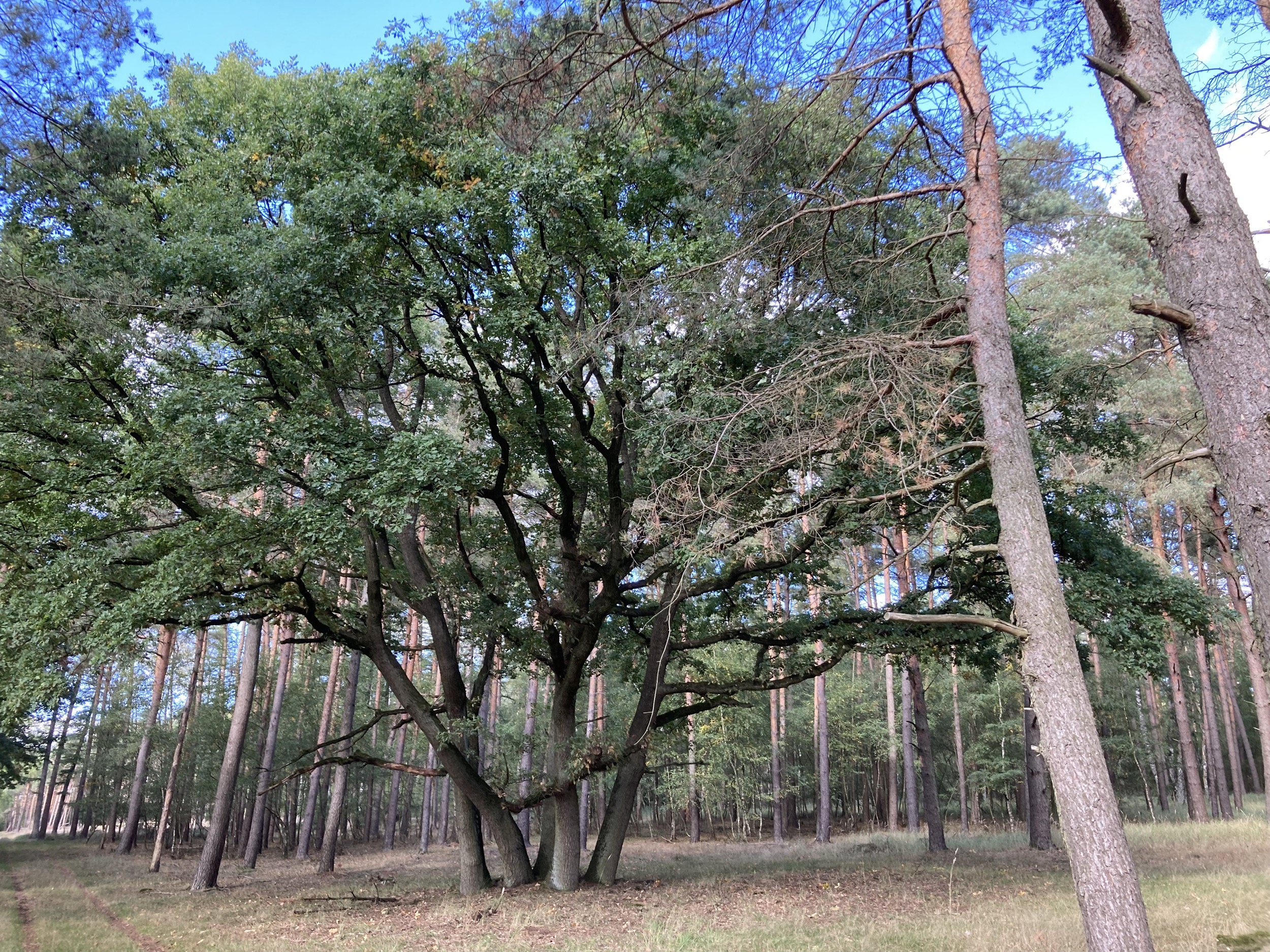 Forstgut Eickhof Wald 20