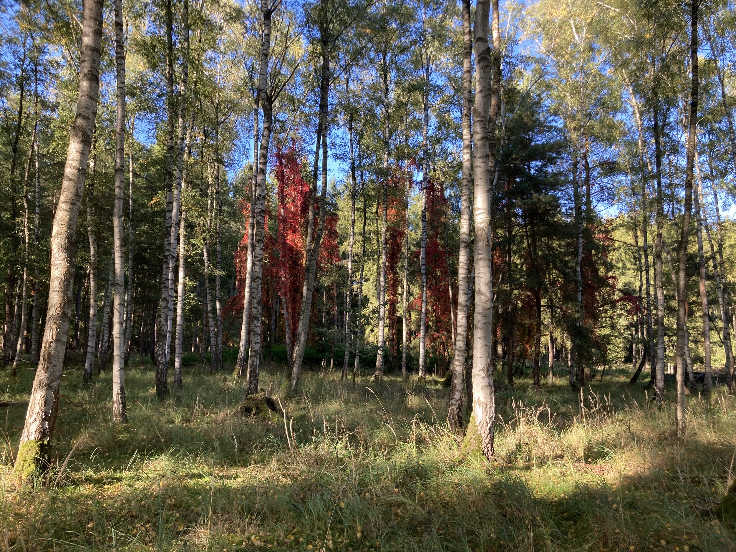Forstgut Eickhof Wald 21