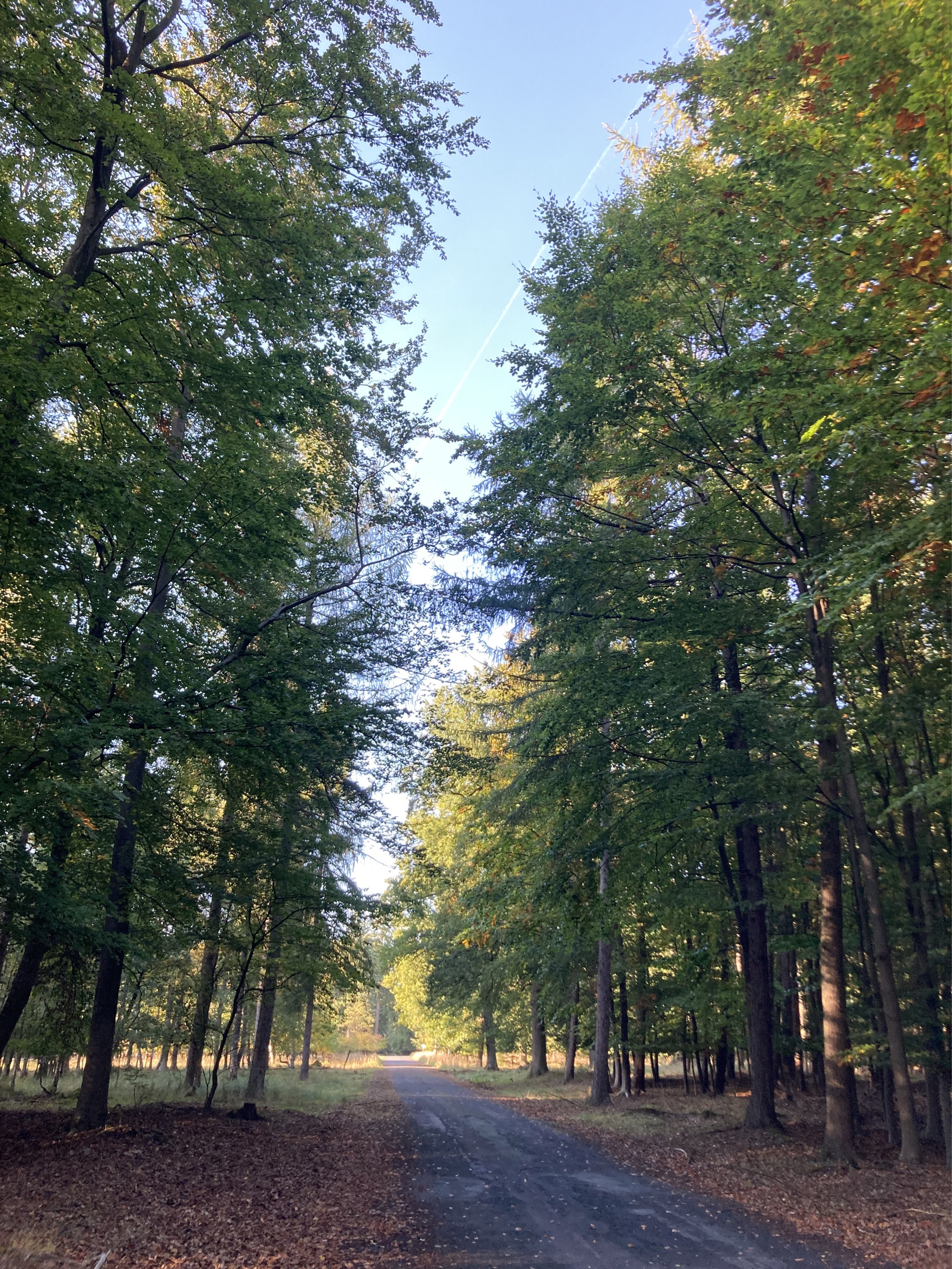 Forstgut-Eickhof-Wald-22