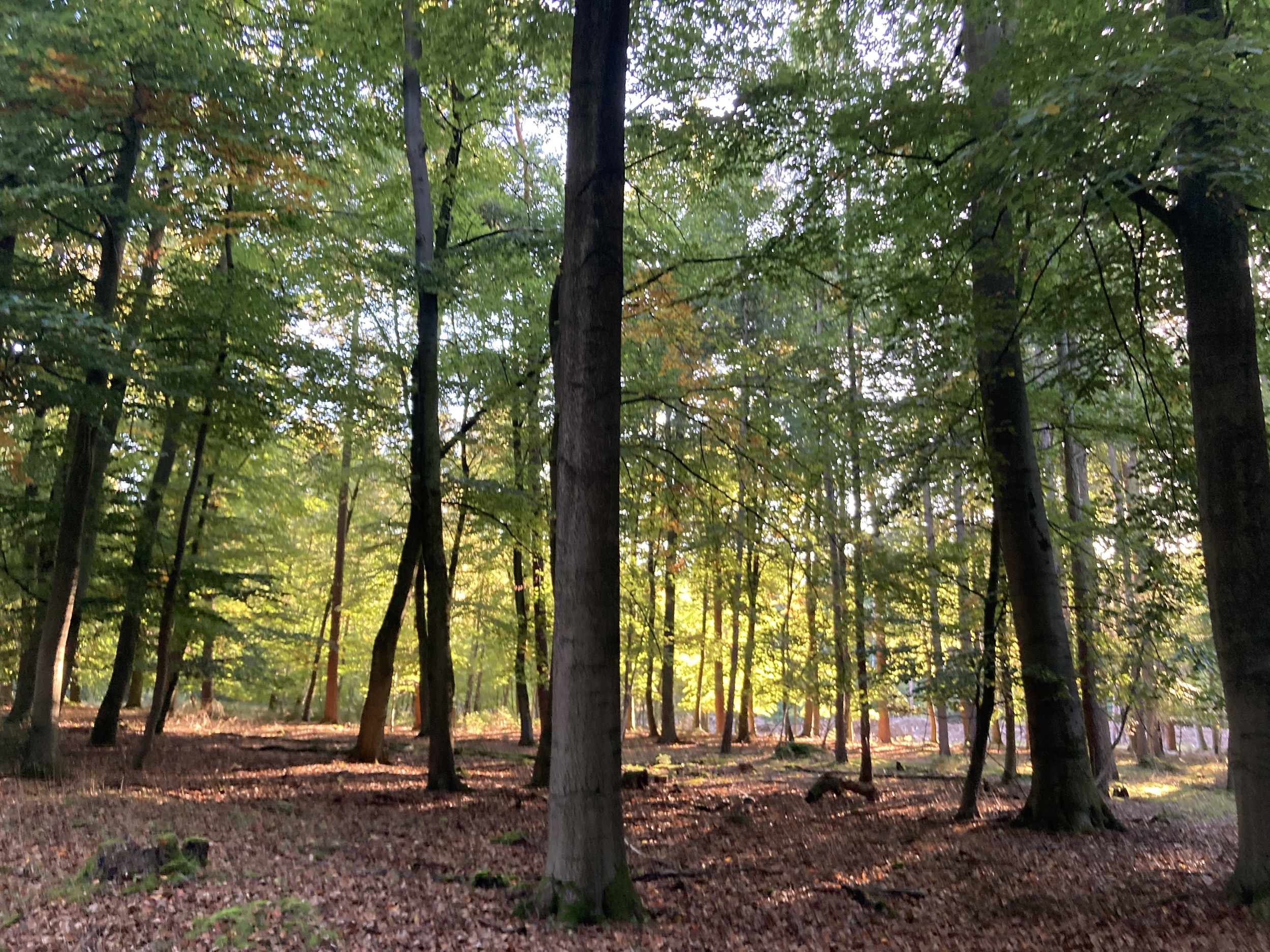 Forstgut Eickhof Wald 23