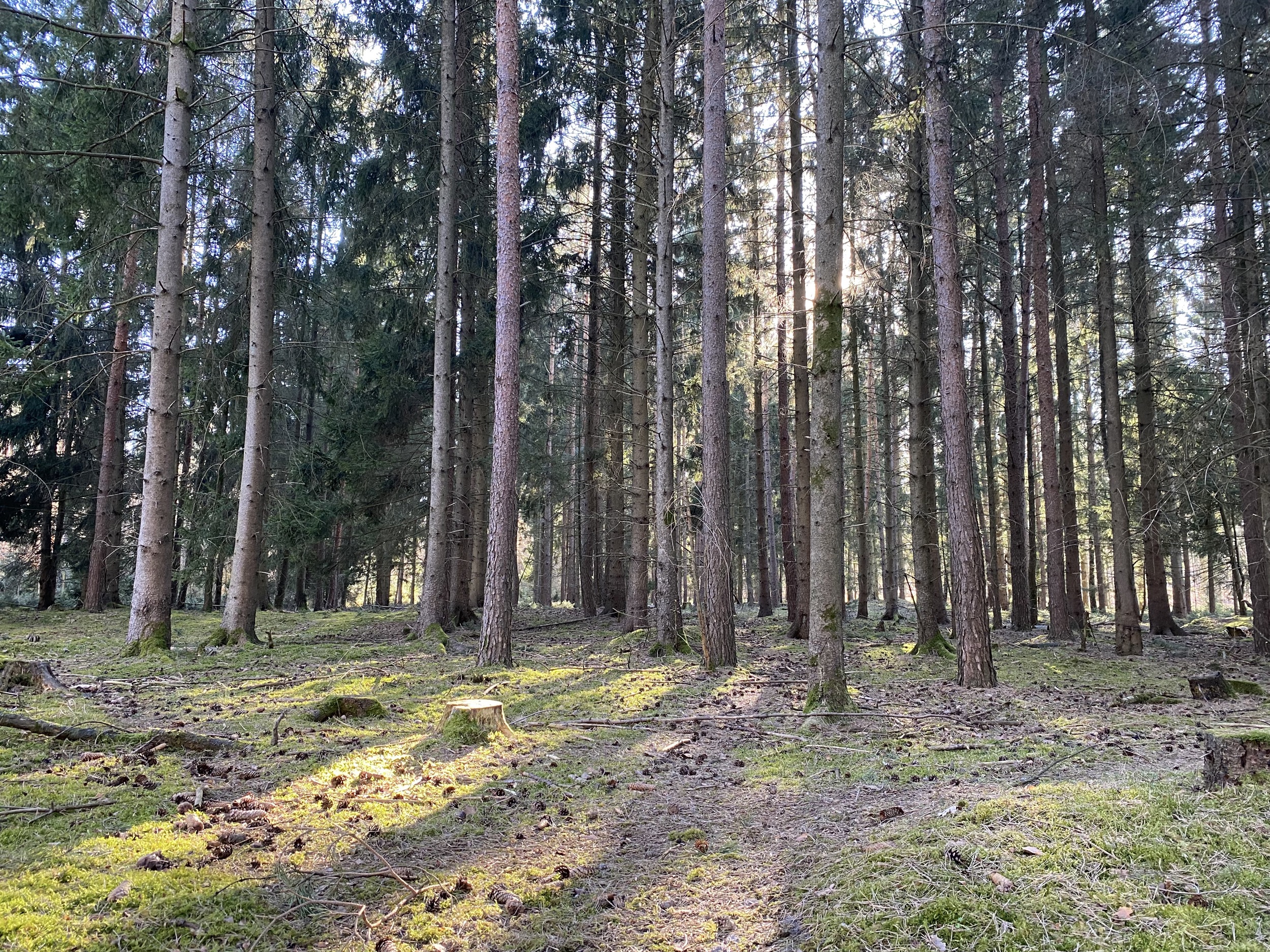 Forstgut Eickhof Wald 26