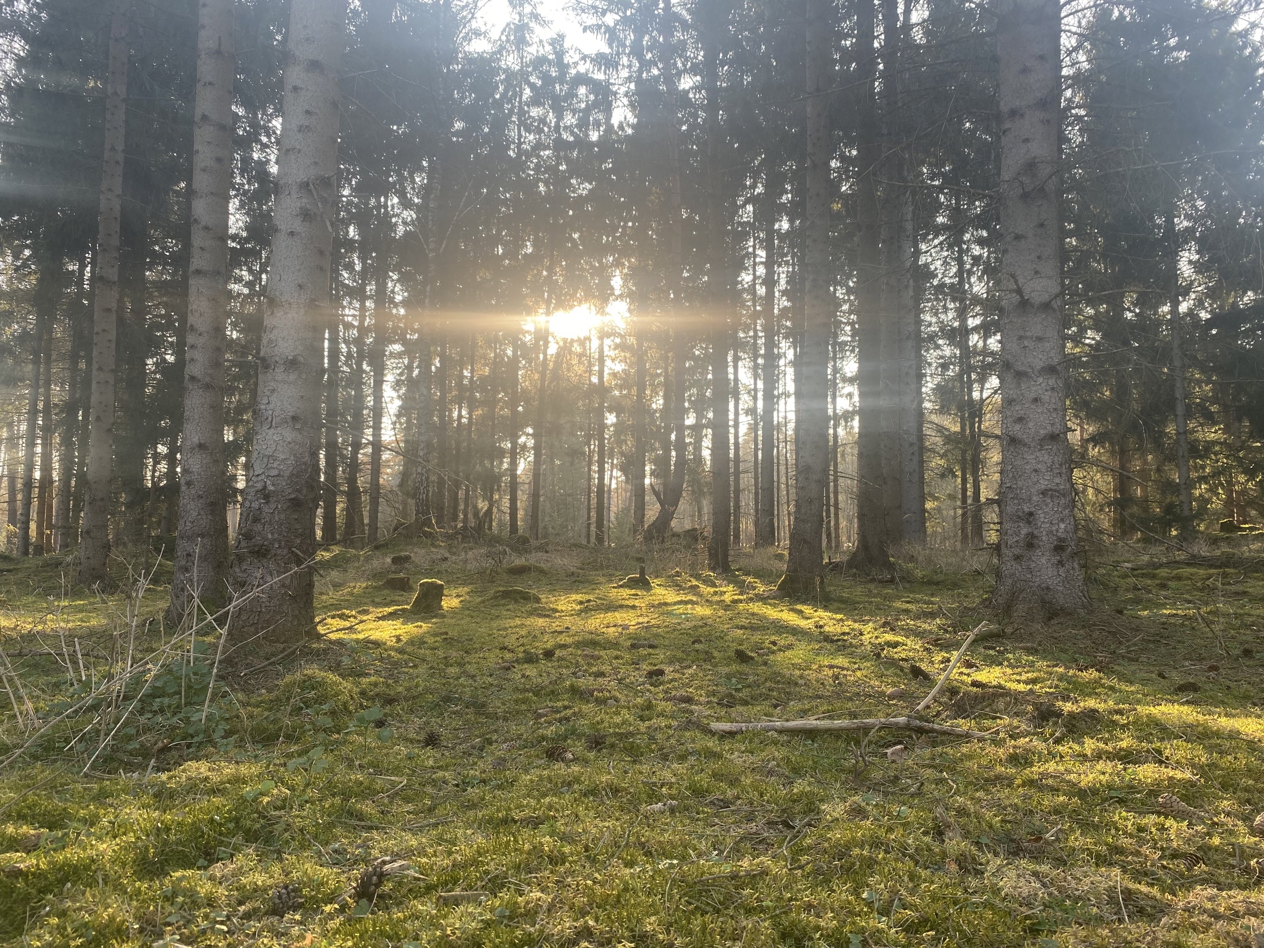 Forstgut Eickhof Wald 27