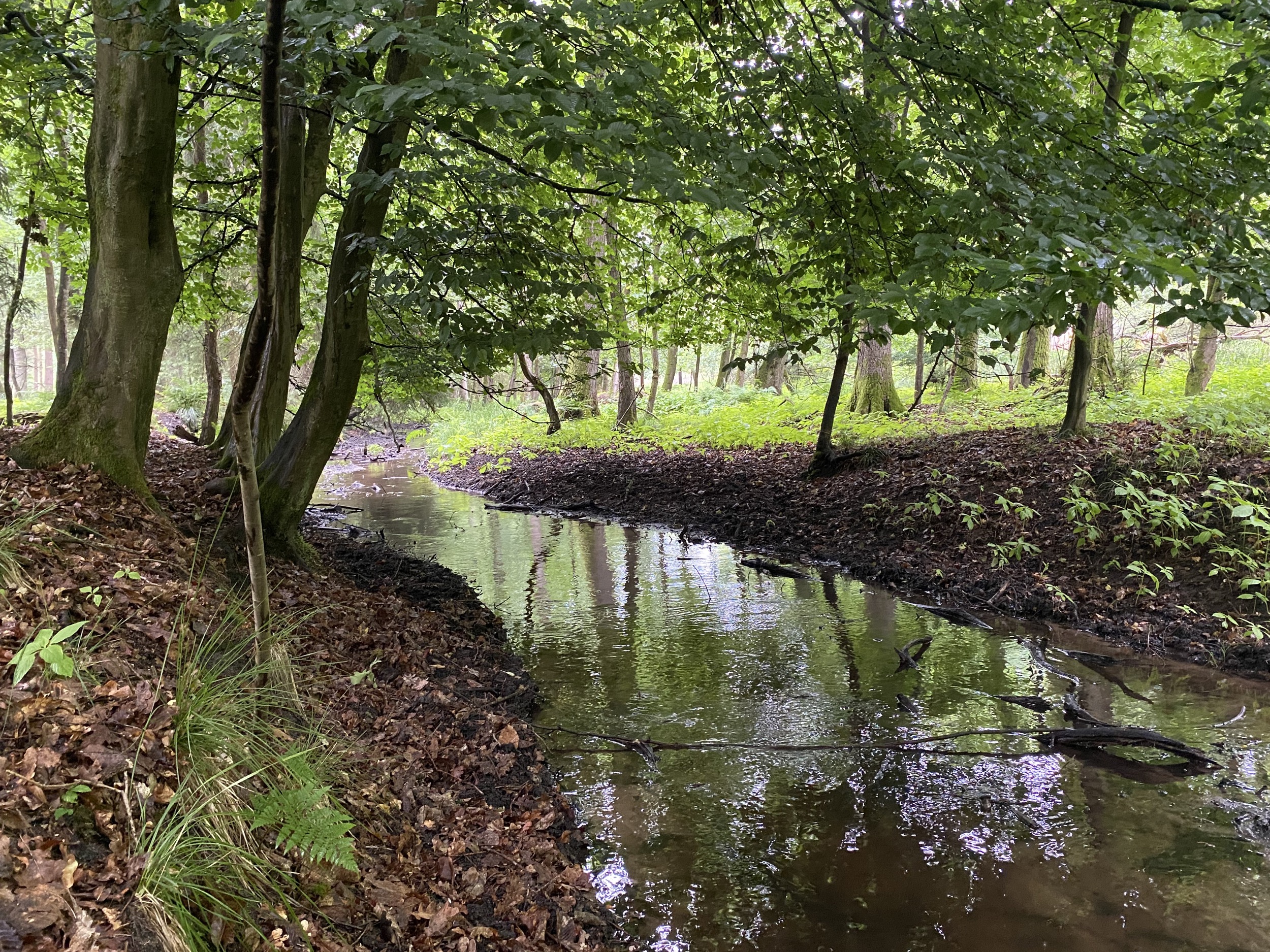 Forstgut Eickhof Wald 29