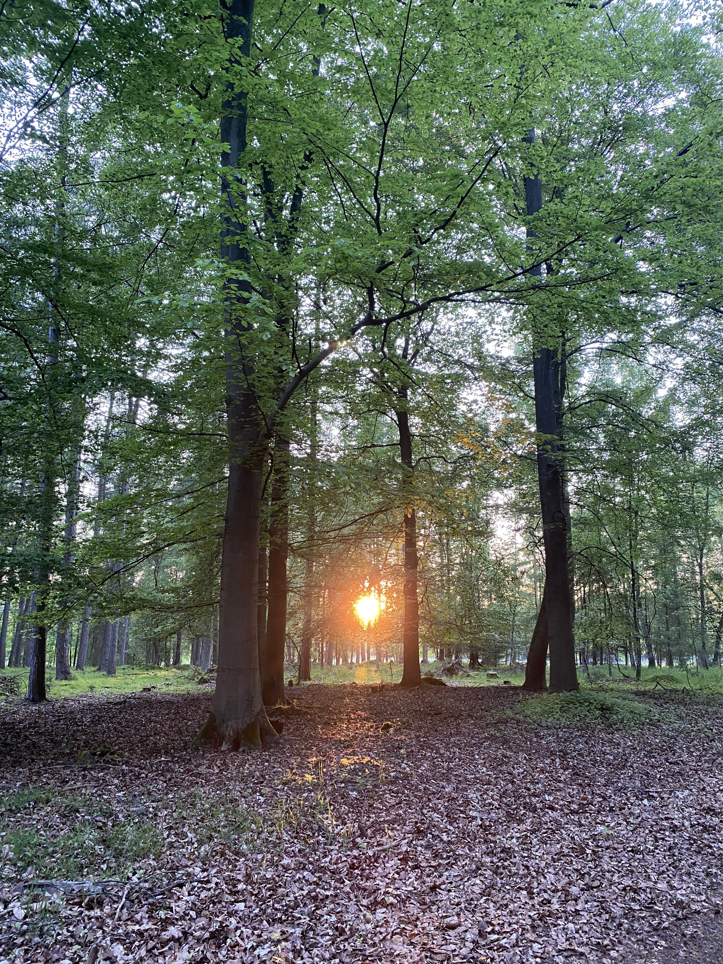 Forstgut-Eickhof-Wald-31