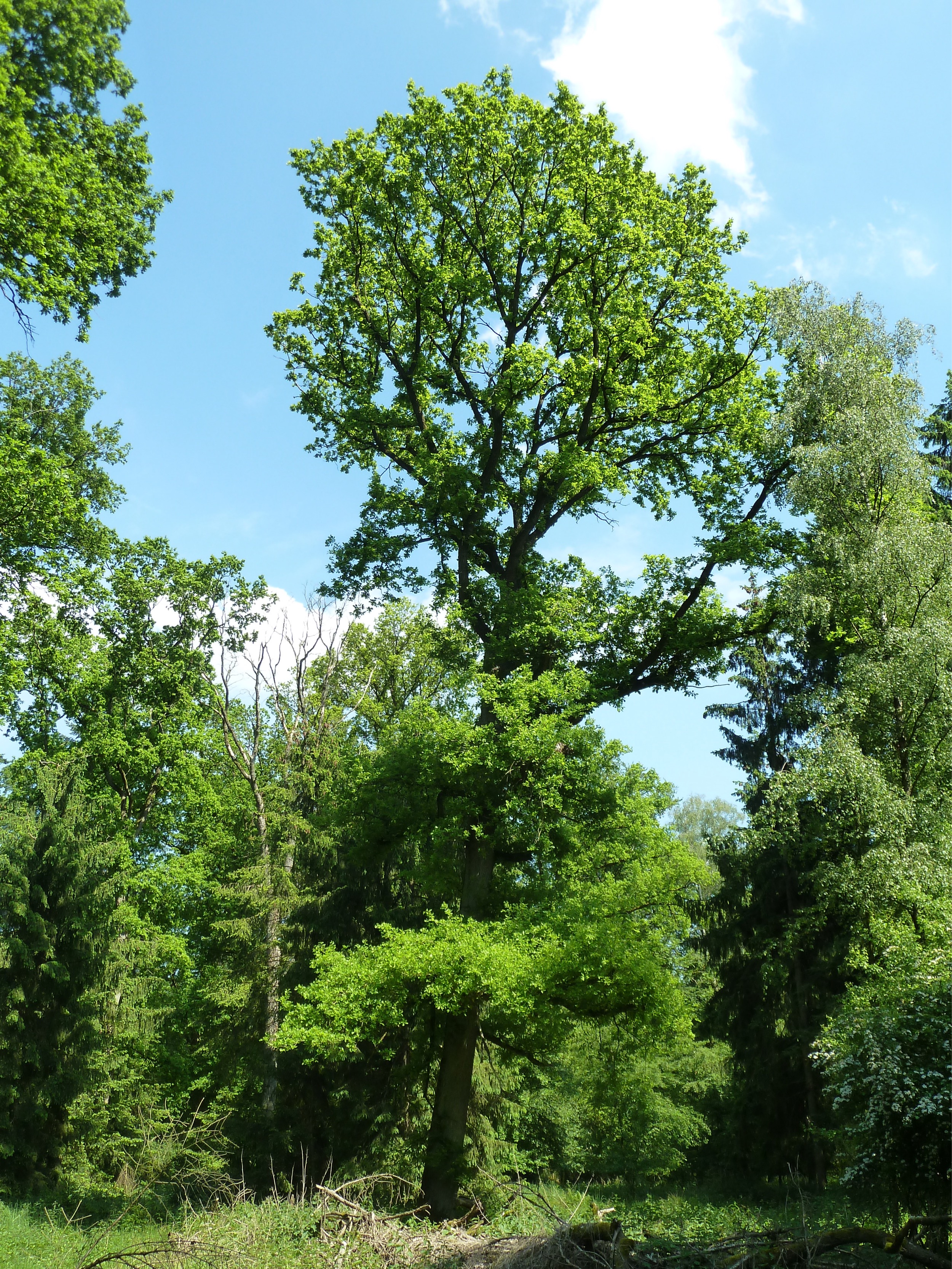 Forstgut-Eickhof-Wald-40