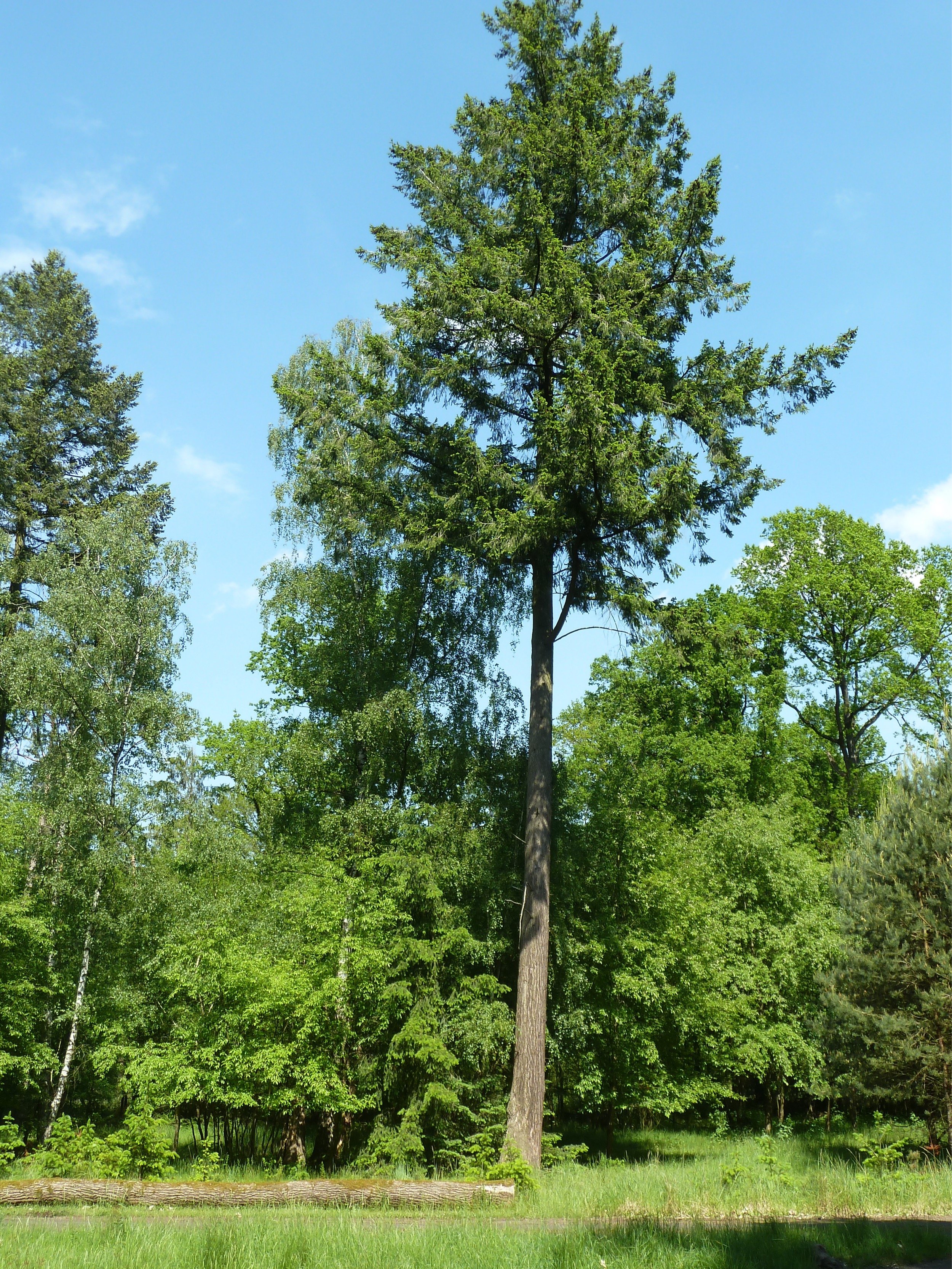 Forstgut-Eickhof-Wald-41