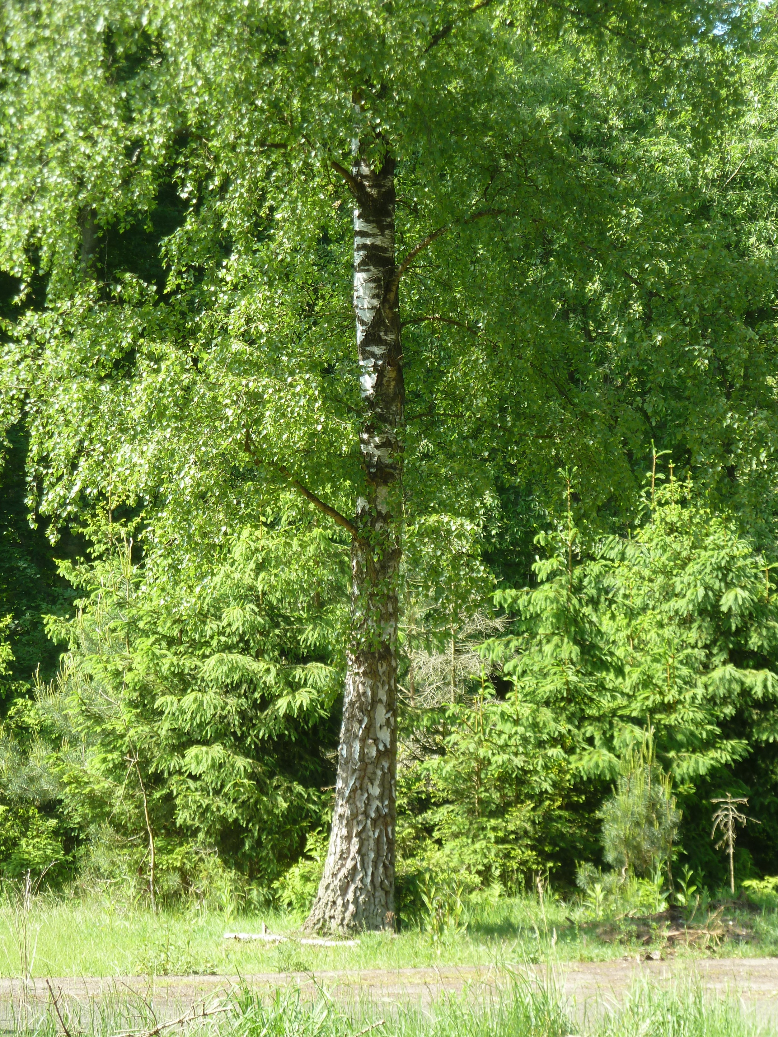 Forstgut-Eickhof-Wald-42