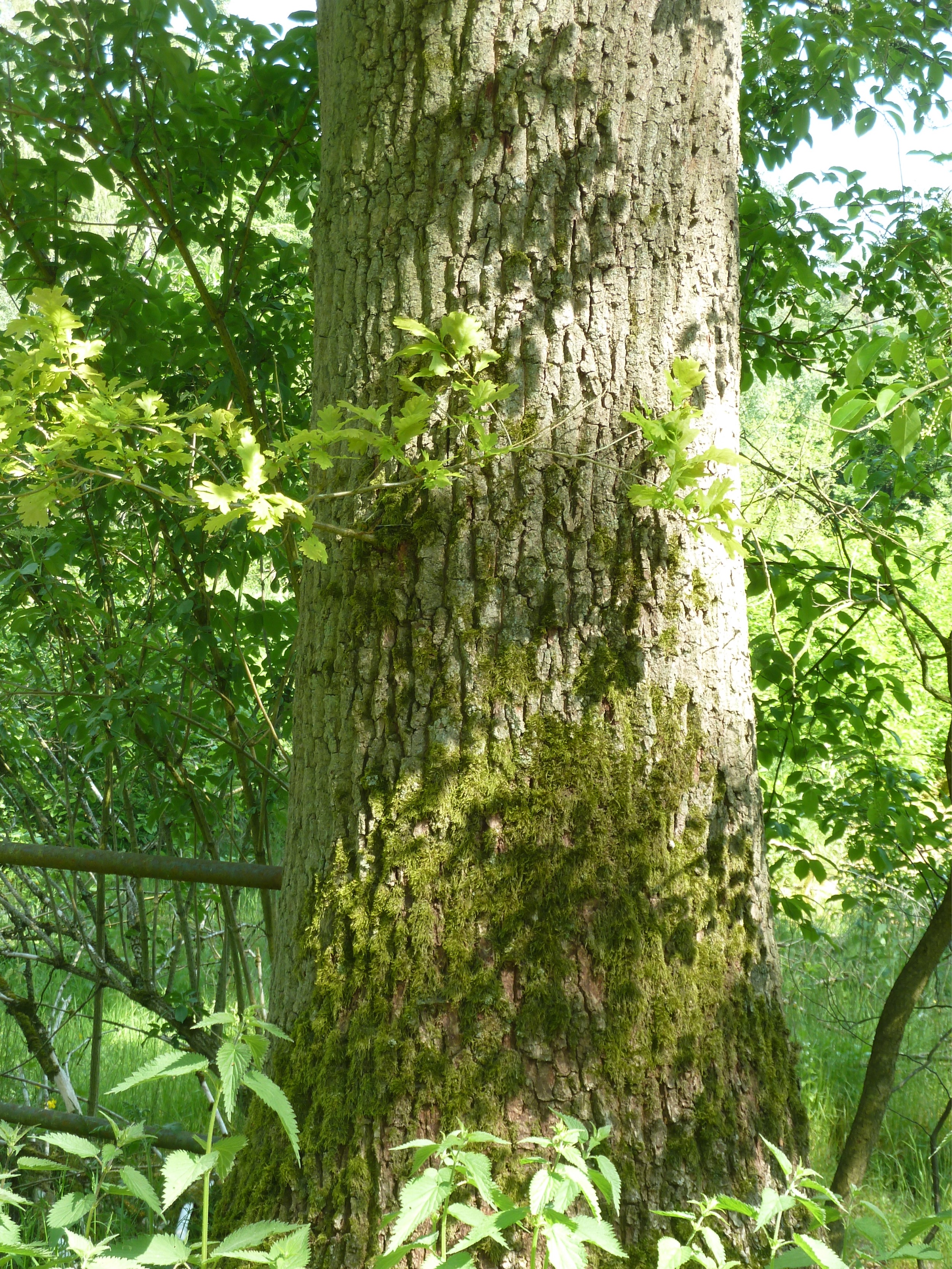 Forstgut-Eickhof-Wald-43