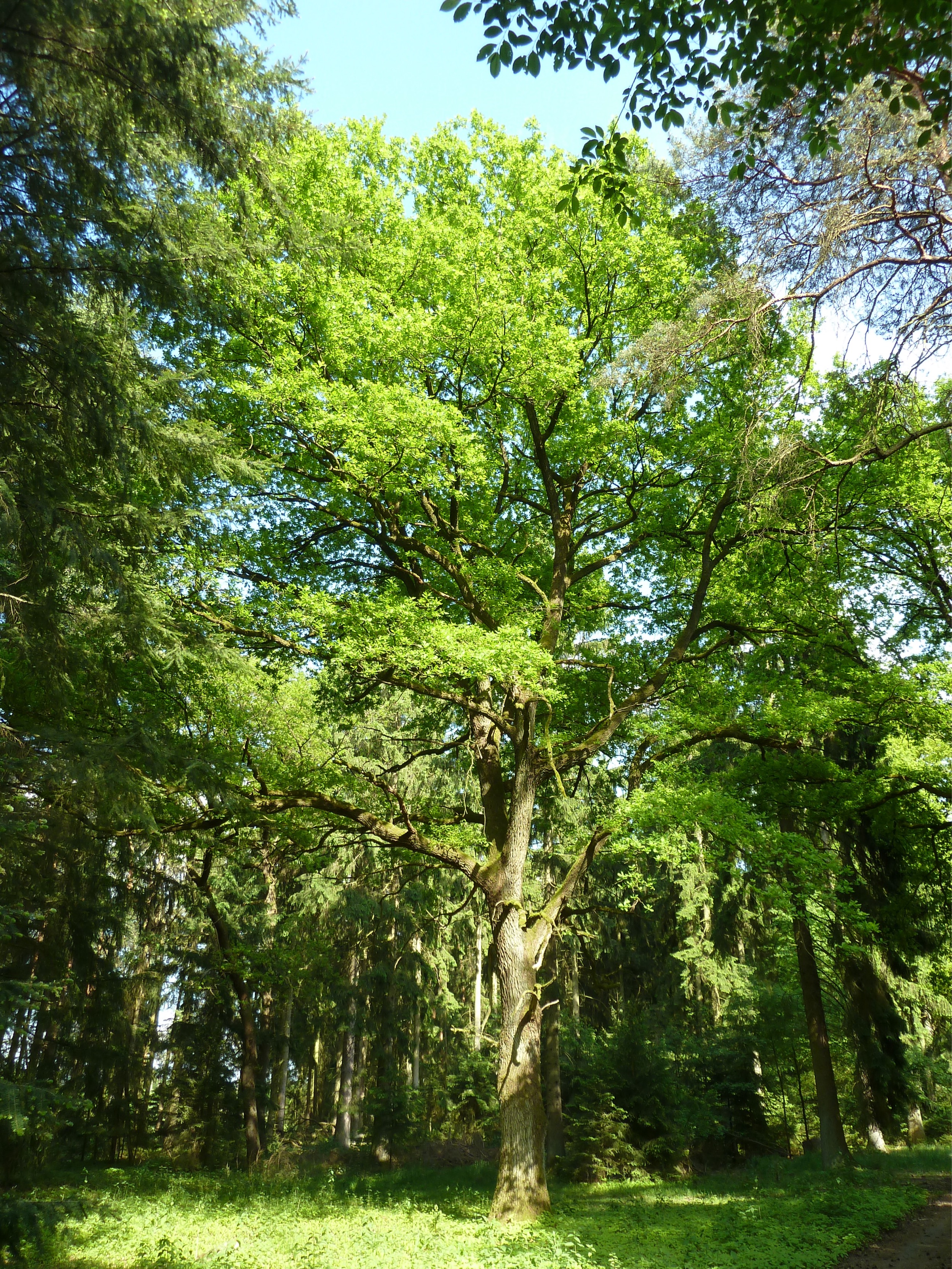 Forstgut-Eickhof-Wald-44