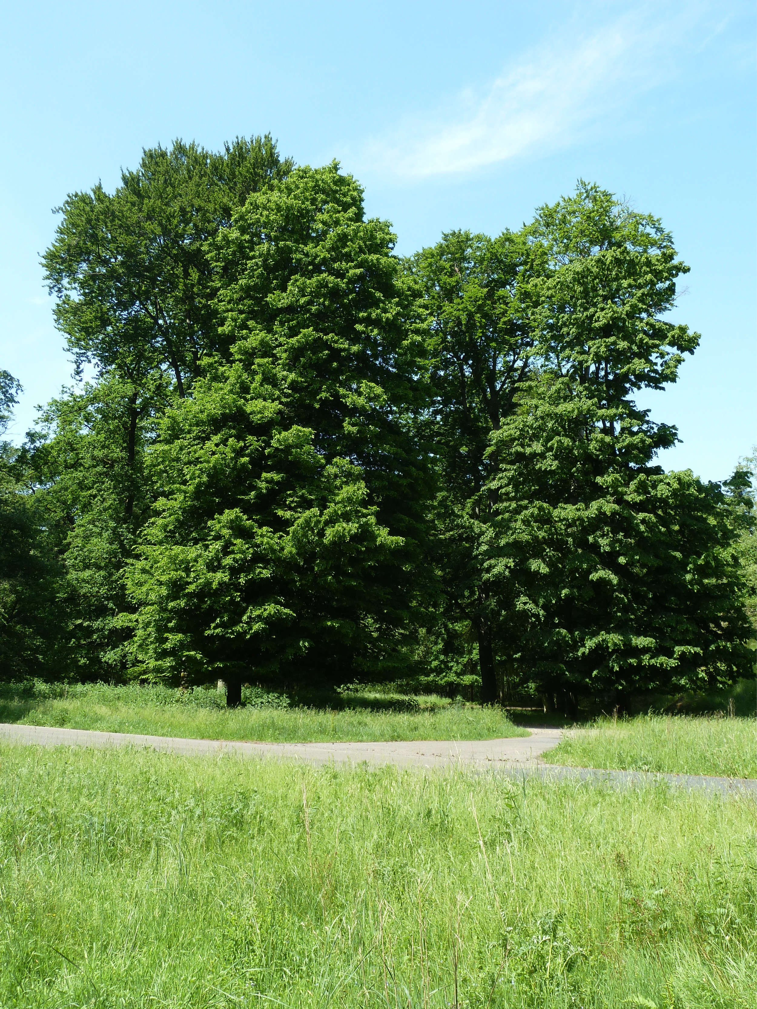 Forstgut-Eickhof-Wald-45