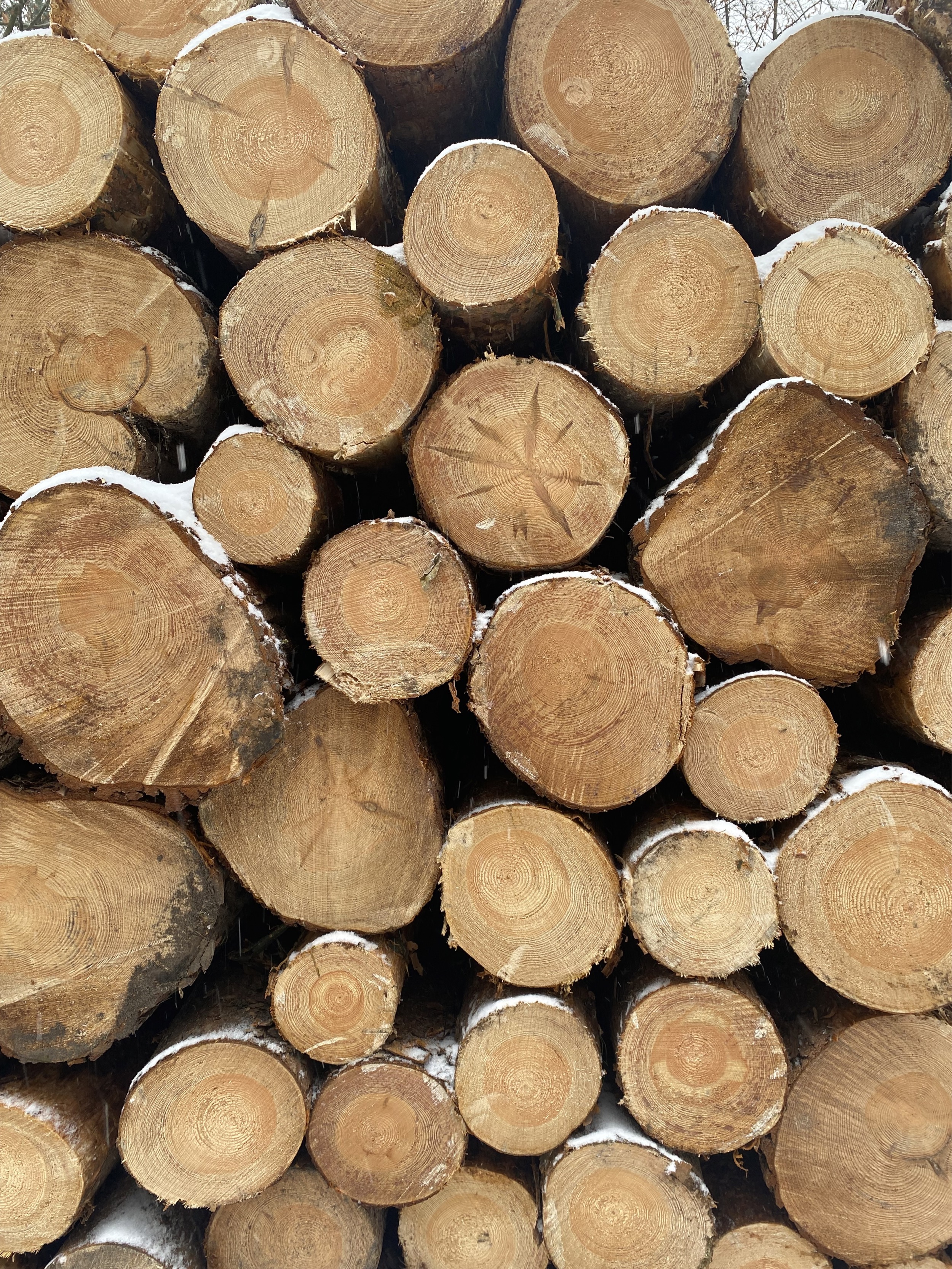 holz-geschnitten-liebenau-forstgut-eickhof