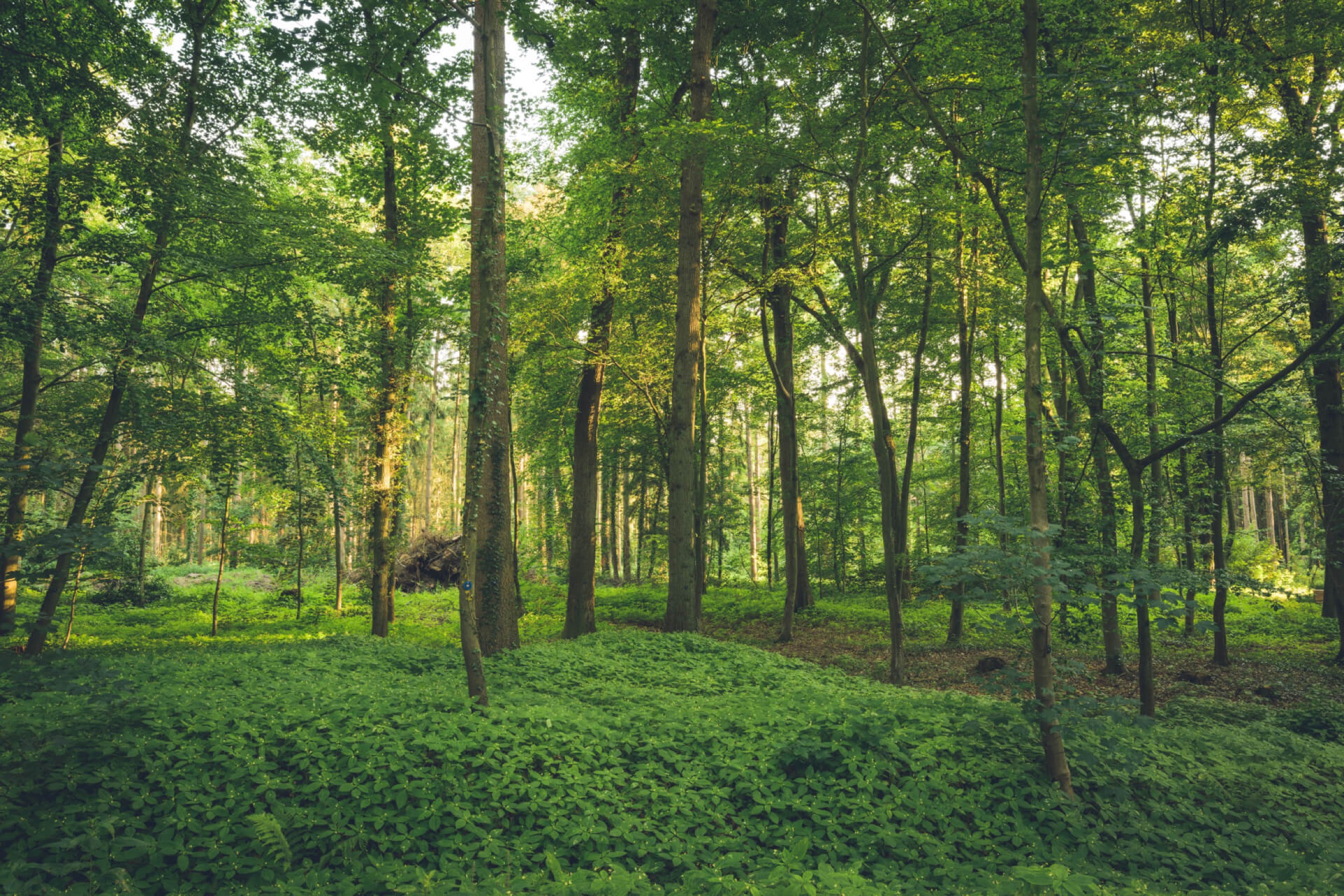 wald liebenau eickhof