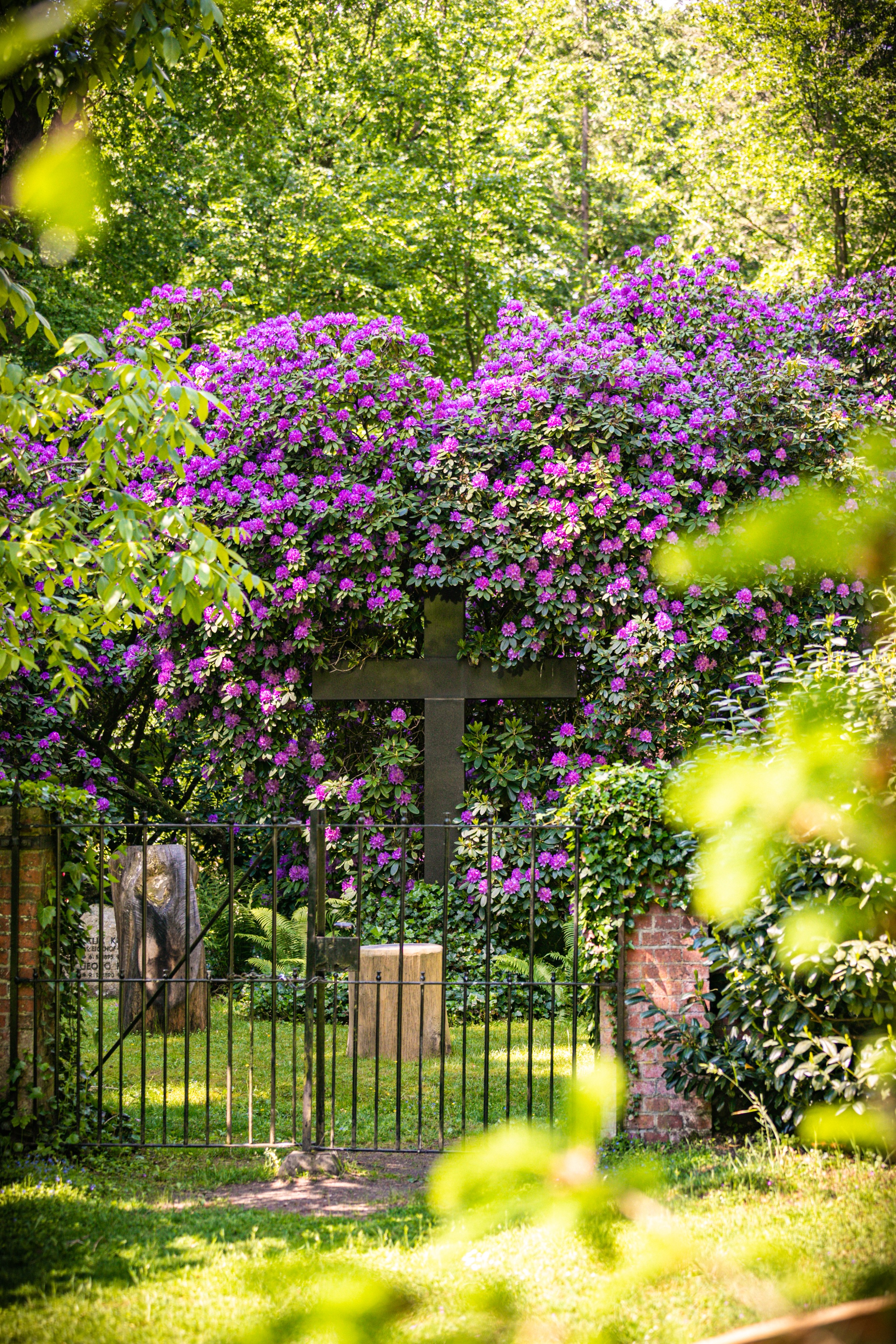 waldfriedhof-eickhof-in-liebenau-blueht